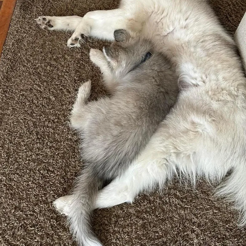 Astro