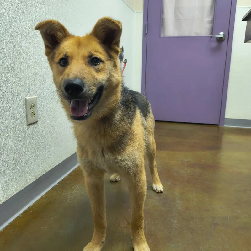 A young medium-sized male Brown / Chocolate German Shepherd Dog dog named Ringo for adoption in Albuquerque, NM