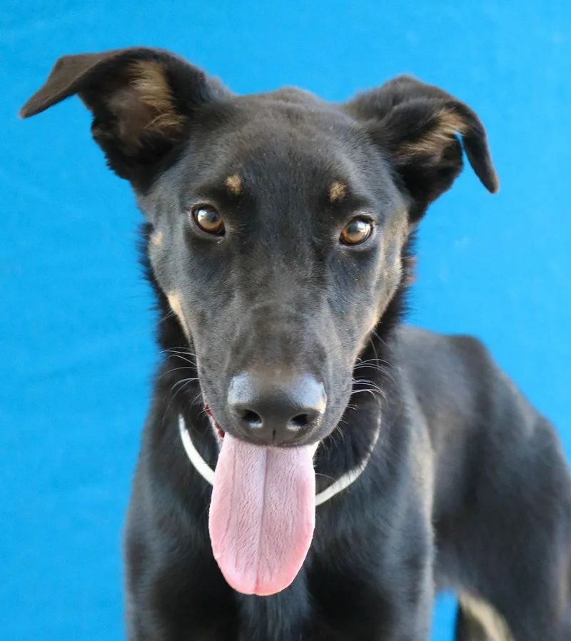A baby medium-sized male Doberman Pinscher dog named Jocko for adoption in Pasadena, CA