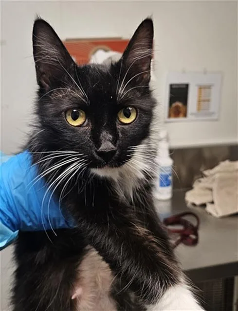 A young medium-sized female Domestic Short Hair cat named Melrose for adoption in Bakersfield, CA