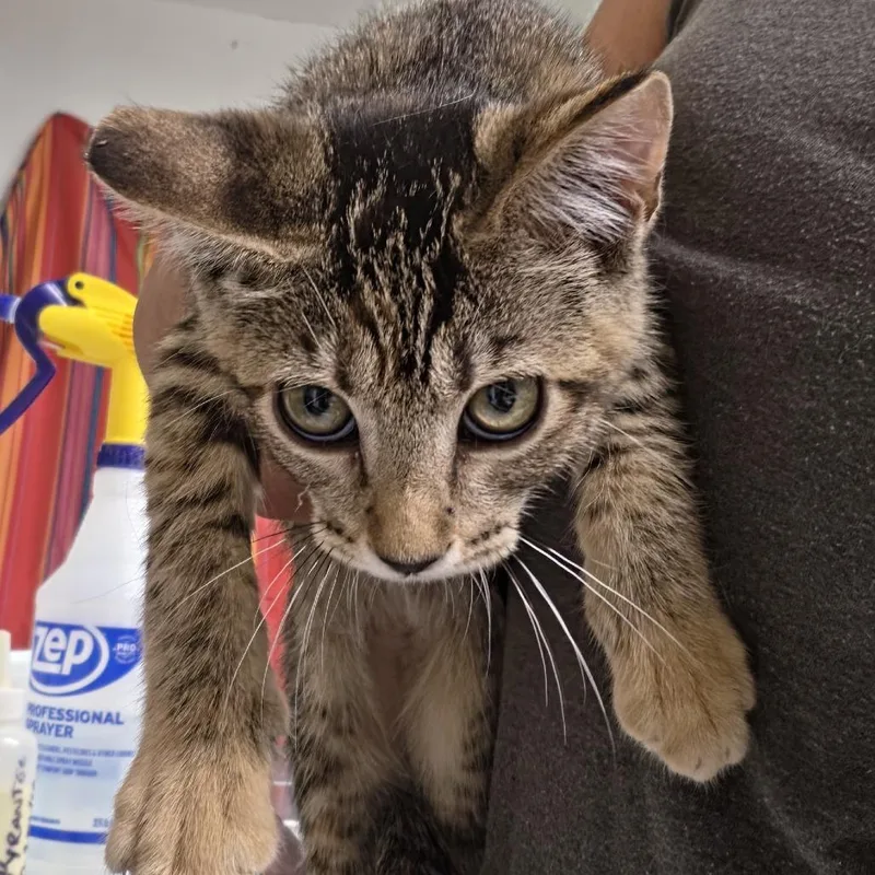 A baby small-sized female Black Domestic Short Hair cat named Chipa for adoption in Leander, TX