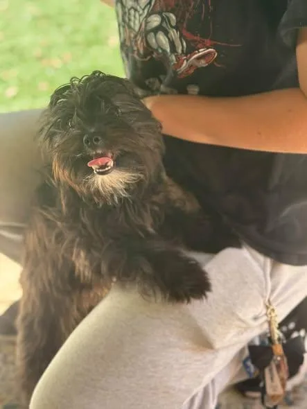 A young small-sized female Yorkie Poo dog named Brooklyn for adoption in Matthews, NC