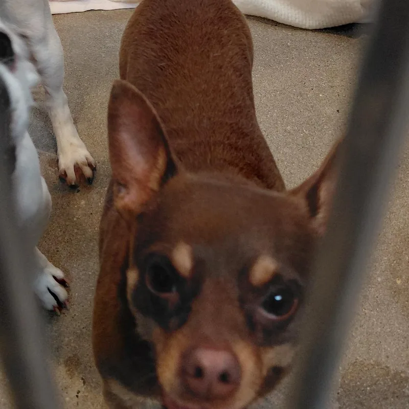 An adult small-sized male Brown / Chocolate Chihuahua dog named Dobbie for adoption in Philadelphia, PA
