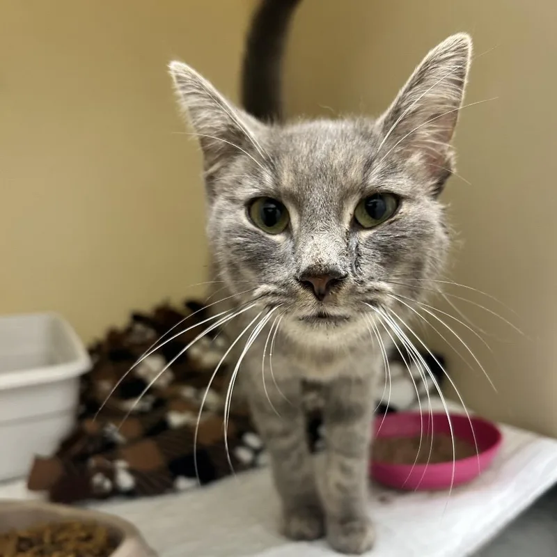 A young small-sized female Gray / Blue / Silver Domestic Short Hair cat named Dottie for adoption in Zanesville, OH