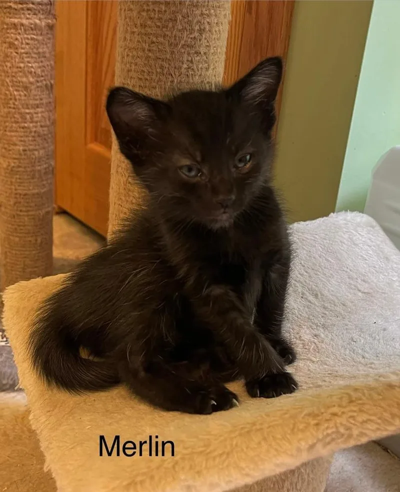 A baby medium-sized male Black Domestic Short Hair cat named Merlin for adoption in Dorr, MI