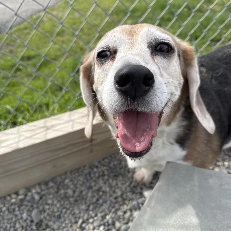 A senior medium-sized male Brown / Chocolate Beagle dog named Finn for adoption in Binghamton, NY