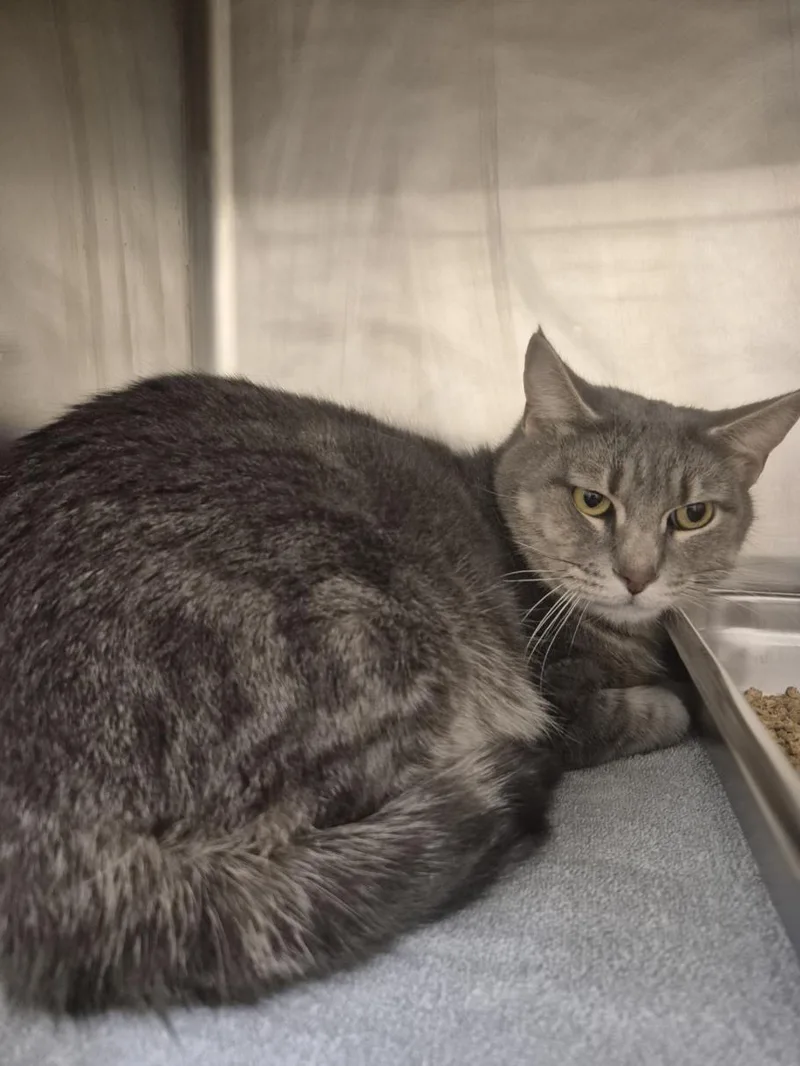 An adult medium-sized male Domestic Short Hair cat named Grayson for adoption in Hagerstown, MD