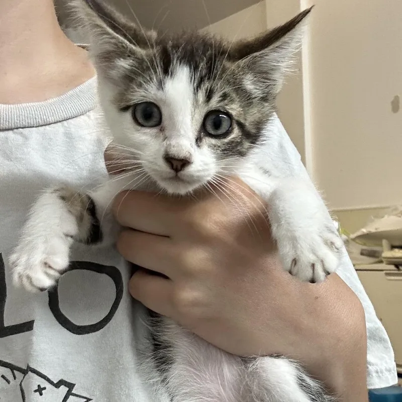 A baby small-sized female Brown / Chocolate Domestic Short Hair cat named Shelly for adoption in Point Richmond, CA