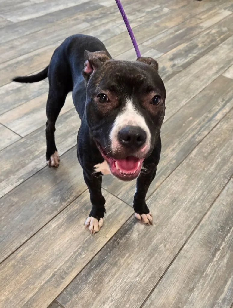 A young large-sized male Boxer dog named Dallas Yrly for adoption in Sidney, OH