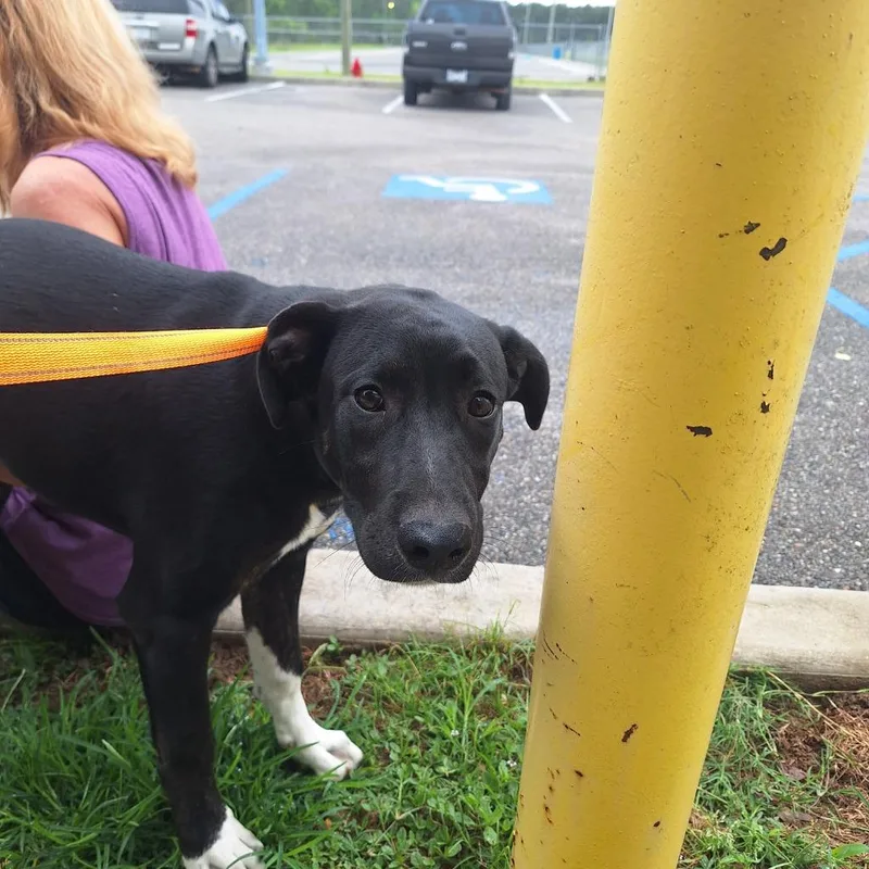 A baby medium-sized female Labrador Retriever dog named Pinto Bean for adoption in Gautier, MS