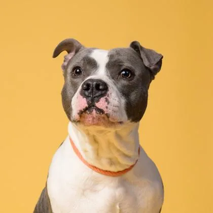 An adult large-sized male Pit Bull Terrier dog named Clay Co. for adoption in Atlanta, GA