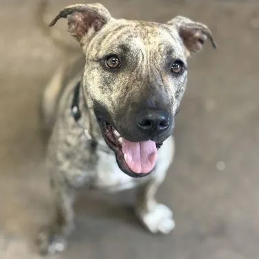 A young medium-sized female Yellow / Tan / Blond / Fawn Mixed Breed dog named Sandy for adoption in Fernandina Beach, FL