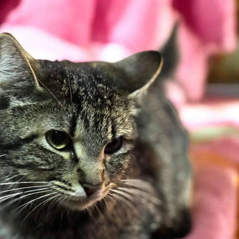 An adult medium-sized female Tabby (Gray / Blue / Silver) Tabby cat named Princess Peach for adoption in Richmond, KY