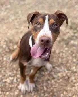 A baby medium-sized male Mixed Breed dog named Dougbee for adoption in West Chester, PA