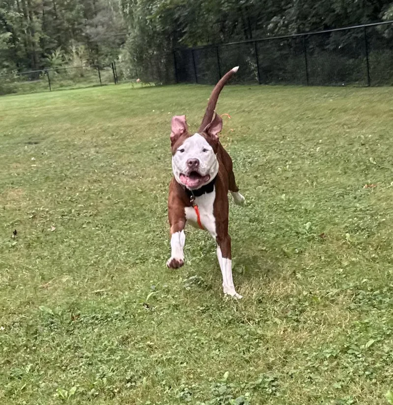 An adult large-sized male Terrier dog named Gucci for adoption in Long Island City, NY