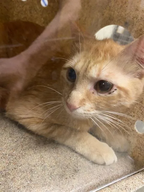 A young medium-sized male Domestic Short Hair cat named Ziggy for adoption in West Valley City, UT