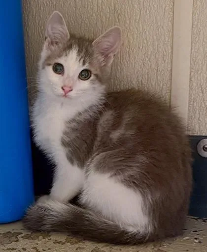 A baby medium-sized female Domestic Short Hair cat named Tabitha for adoption in Baraboo, WI