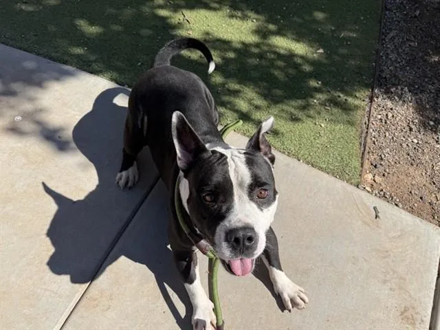 An adult large-sized male Pit Bull Terrier dog named Sully for adoption in Phoenix, AZ