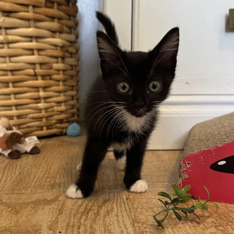 A baby medium-sized female Black & White / Tuxedo Domestic Short Hair cat named Wednesday for adoption in Brentwood, CA