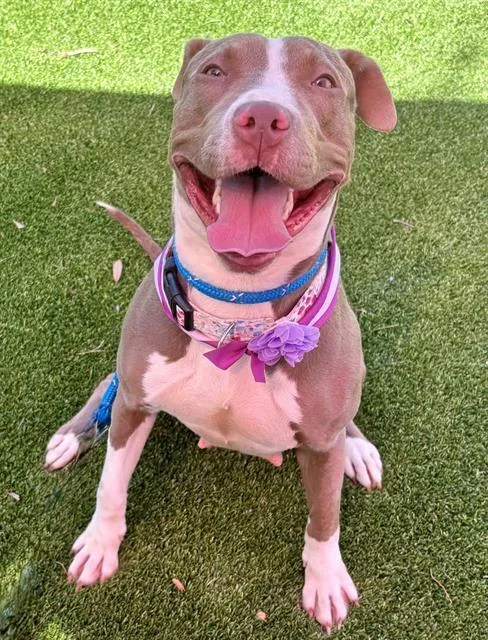 An adult medium-sized female Mixed Breed dog named Pippin for adoption in Jacksonville, FL
