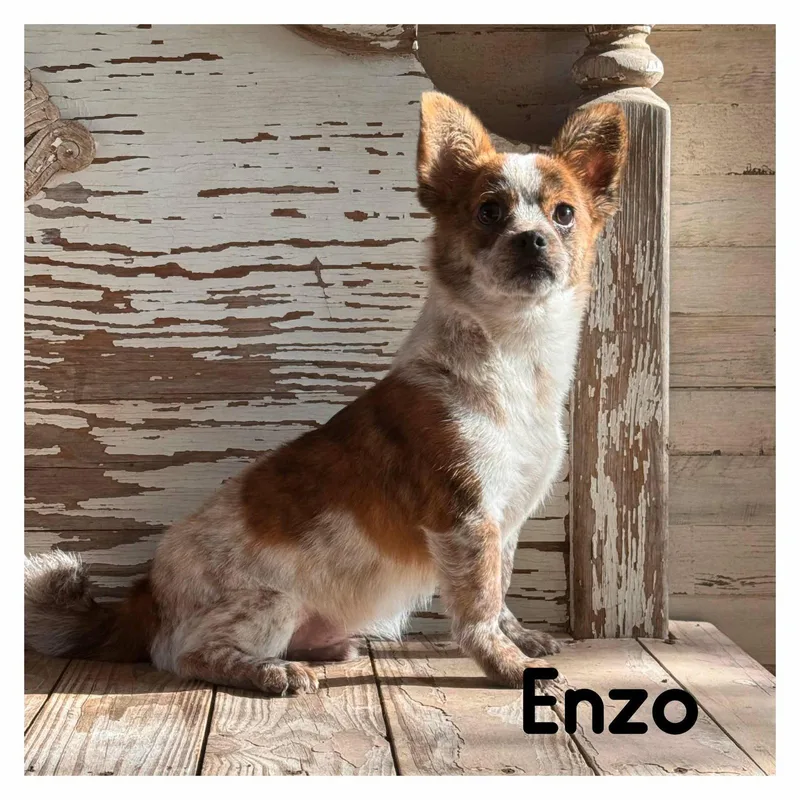 Enzo