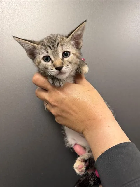 A baby small-sized female Domestic Short Hair cat named Lovey for adoption in Ontario, CA