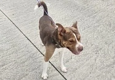 A young medium-sized male Shar-Pei dog named A for adoption in Houston, TX