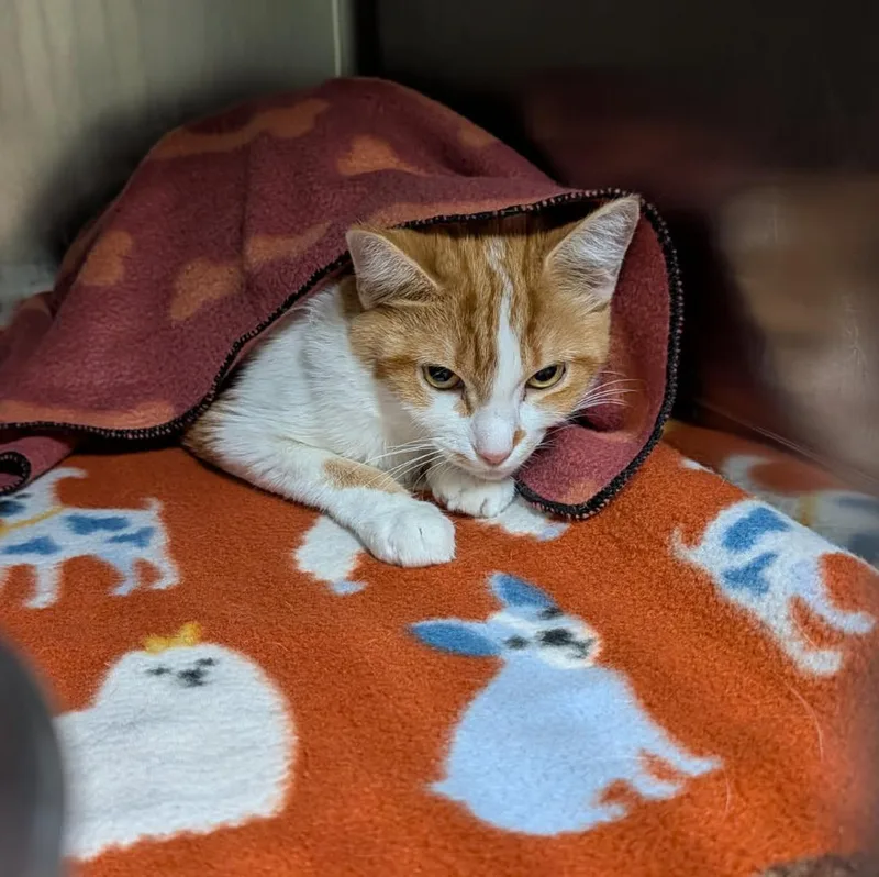 An adult medium-sized female Tabby (Orange / Red) American Bobtail cat named Tempura for adoption in Marietta, OH