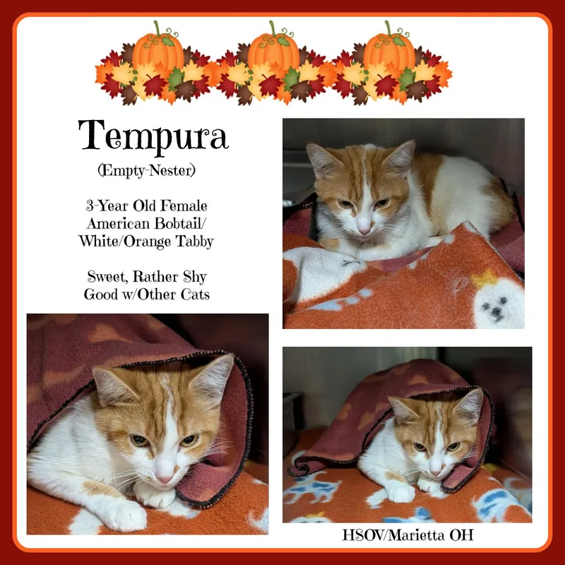 Tempura thumbnail 4