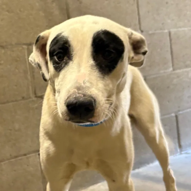 A young medium-sized male White / Cream Mixed Breed dog named Gaban for adoption in Yuma, AZ