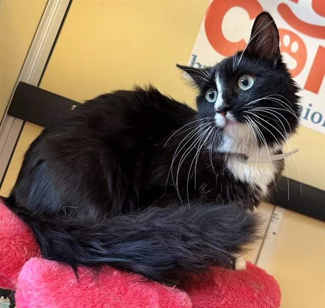 A young medium-sized male Domestic Medium Hair cat named Lokes for adoption in Lancaster, CA