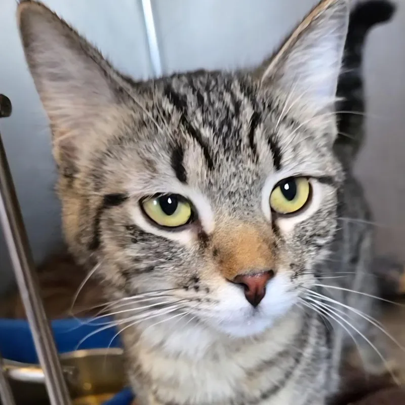 A young medium-sized male Brown / Chocolate Domestic Short Hair cat named Blitzen for adoption in Park Falls, WI
