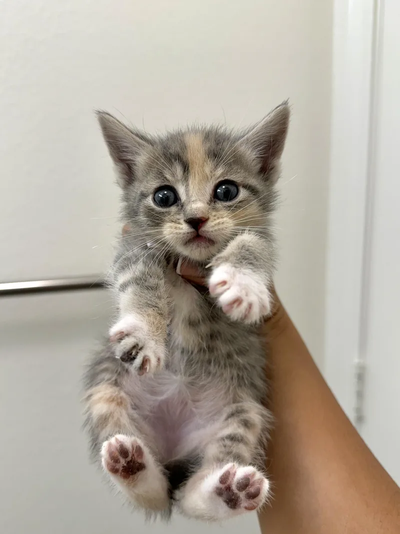 A baby small-sized female Domestic Short Hair cat named Pixie for adoption in Long Beach, CA