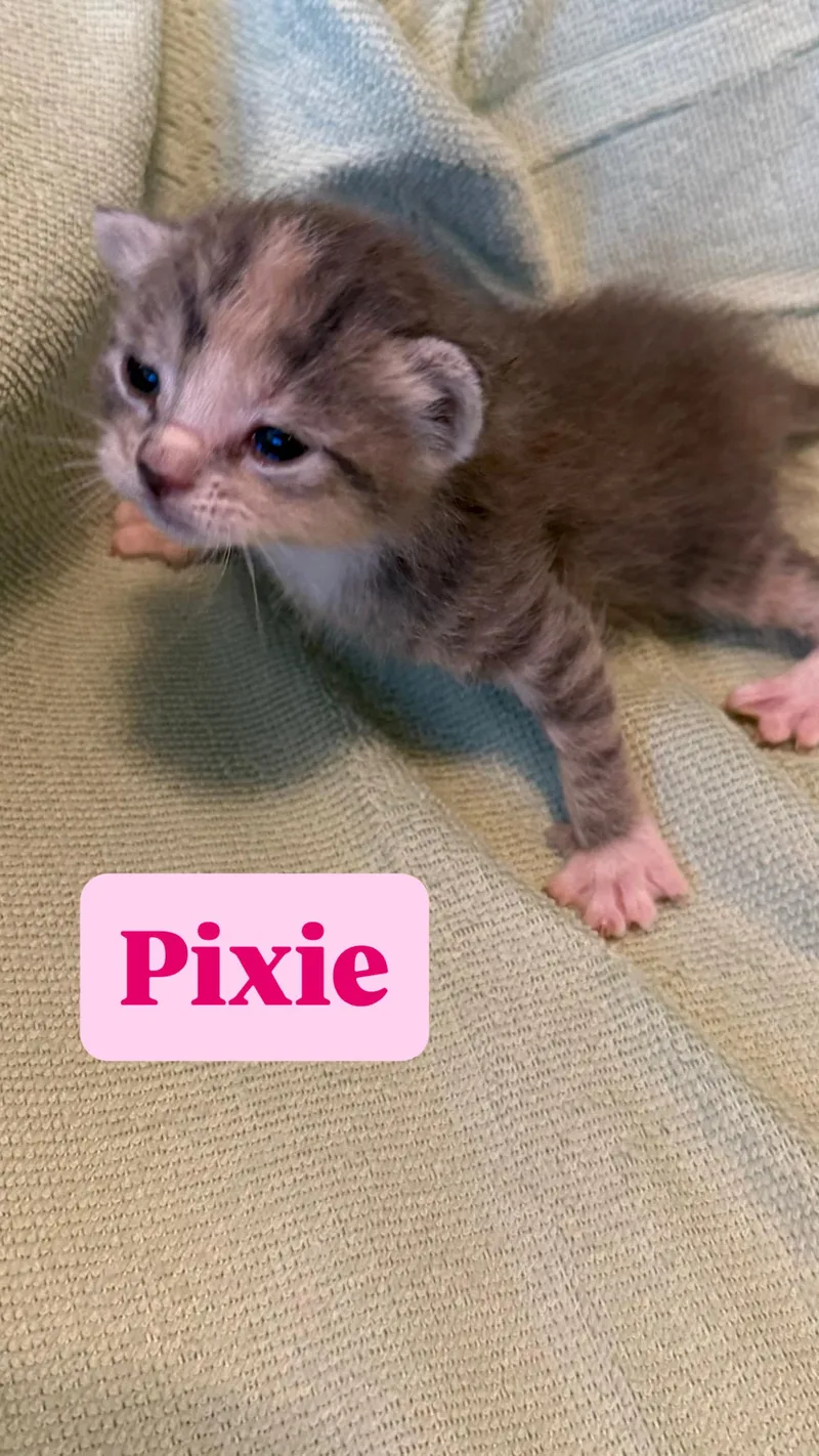 Pixie thumbnail 2