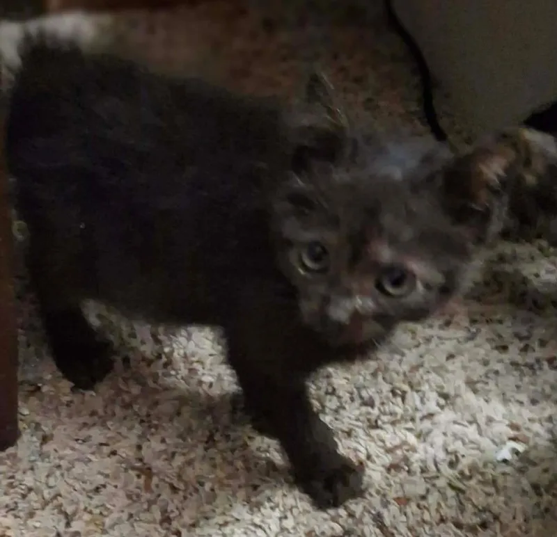 A baby medium-sized female Domestic Short Hair cat named Alis Chalmers for adoption in Portland, IN