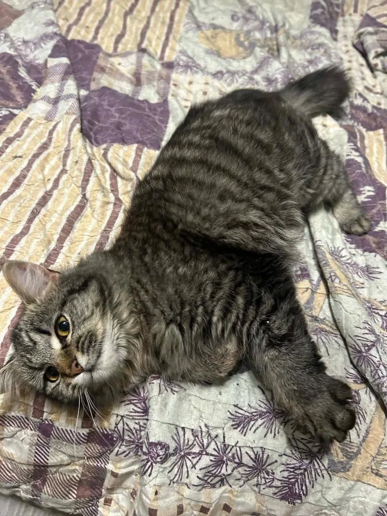 A young medium-sized female Domestic Short Hair cat named Toe for adoption in Cromwell, KY