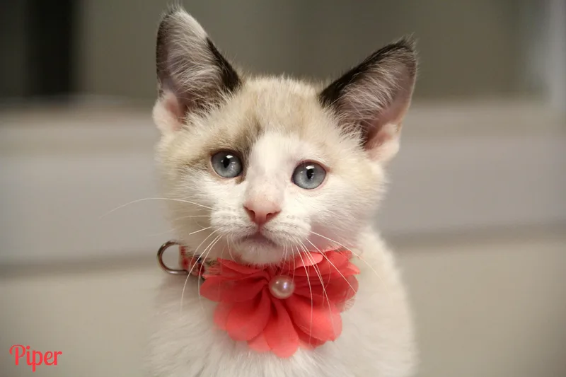 A baby medium-sized female Siamese cat named Piper for adoption in Vinton, IA