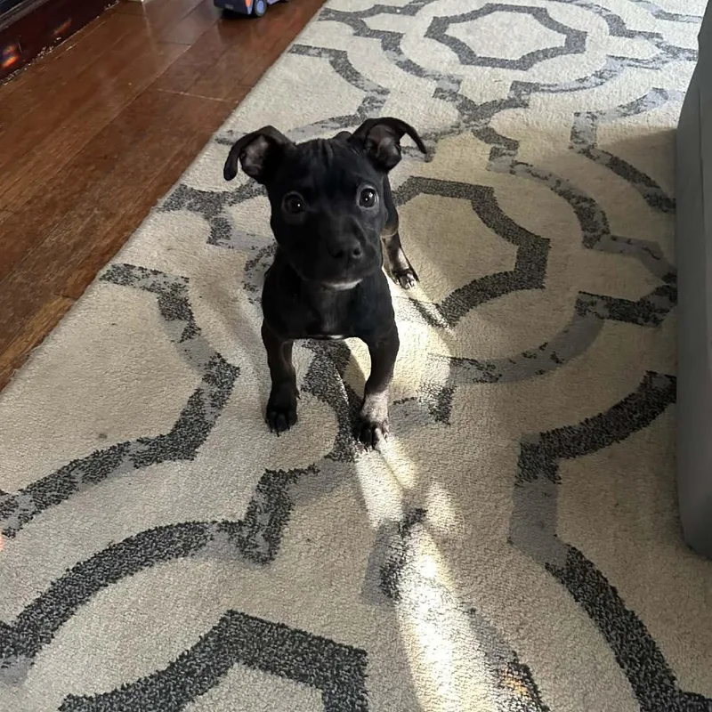 Nova