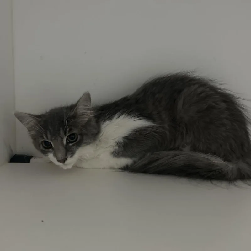 A baby small-sized female Gray / Blue / Silver Domestic Long Hair cat named Tina for adoption in Greensboro, NC