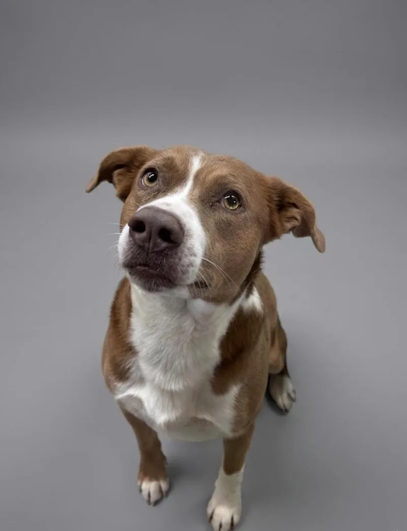 An adult medium-sized male Brown / Chocolate Mixed Breed dog named Murphy for adoption in Rock Springs, WY