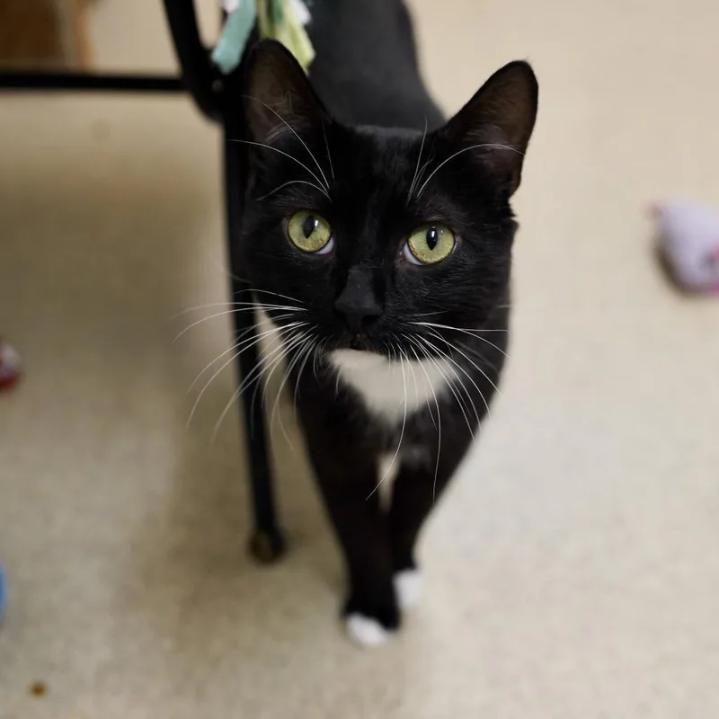A young medium-sized male Black Domestic Short Hair cat named Darby for adoption in Naperville, IL