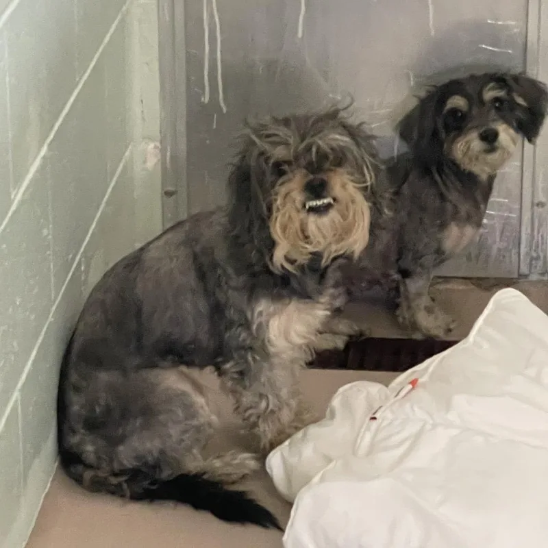 A young small-sized male Miniature Schnauzer dog named Valentino for adoption in Newark, NJ