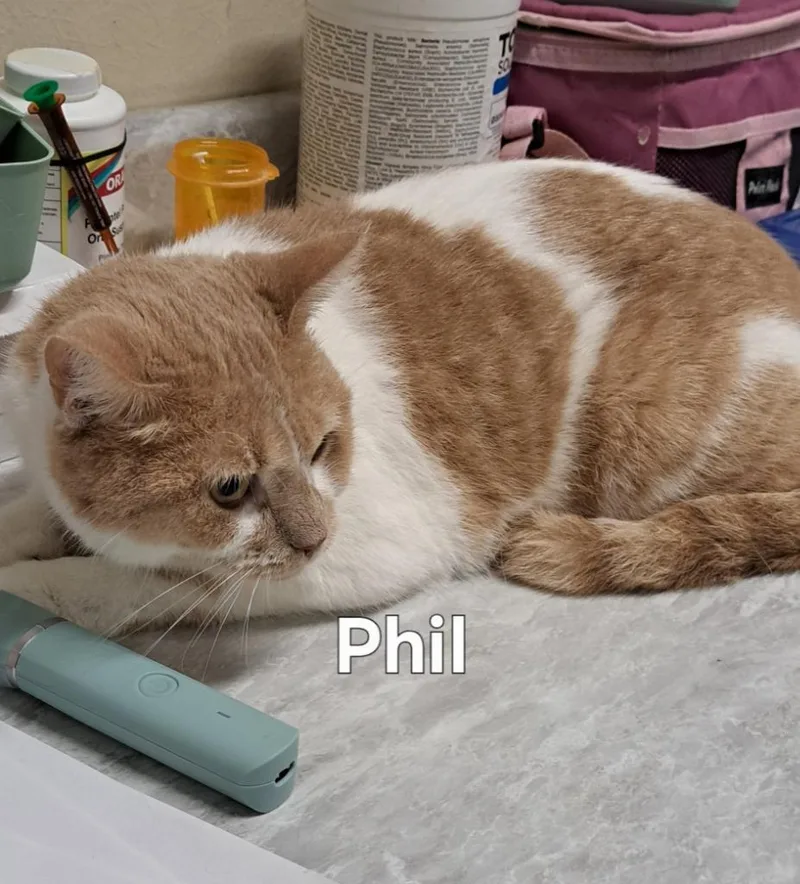 An adult medium-sized male Domestic Short Hair cat named Phil for adoption in Plattsburgh, NY
