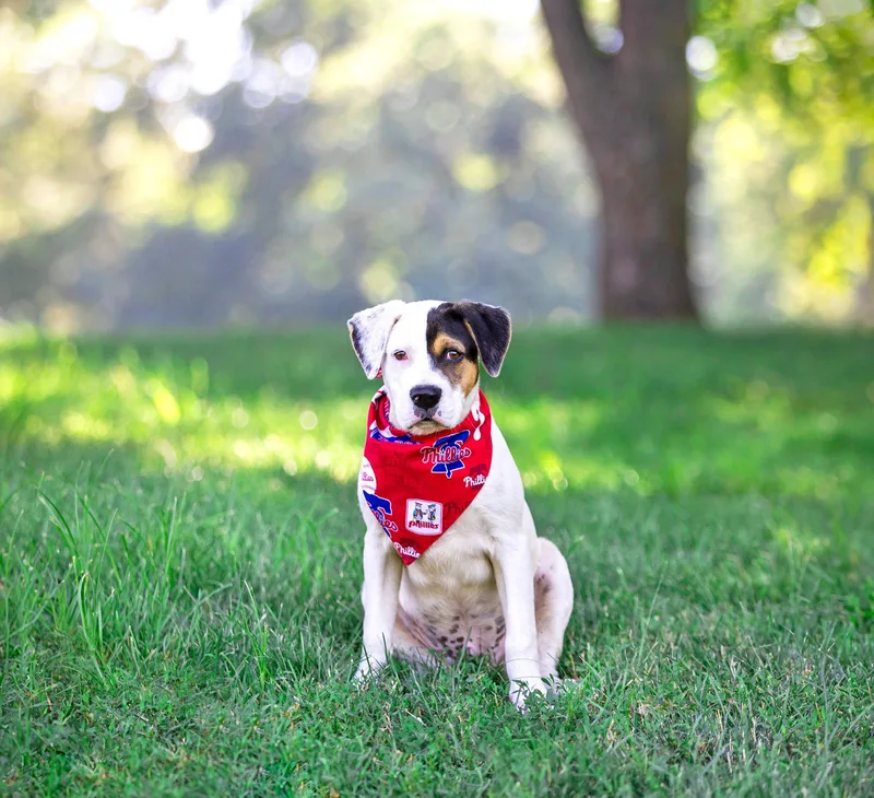 Patches Tory's Pup thumbnail 2
