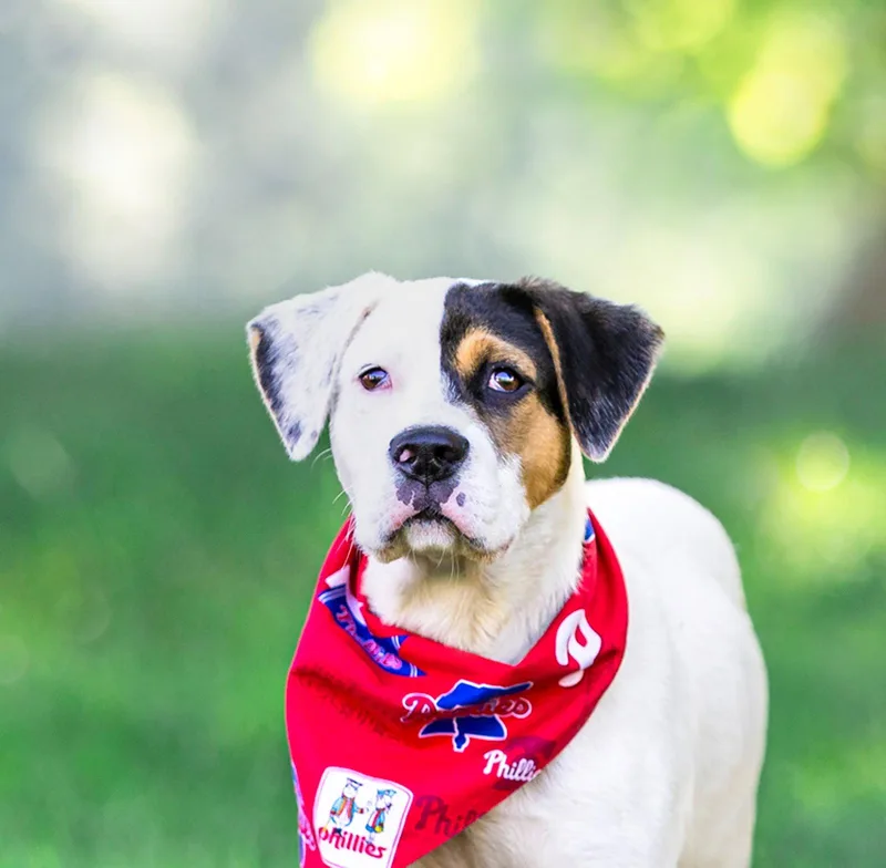 Patches Tory's Pup thumbnail 3