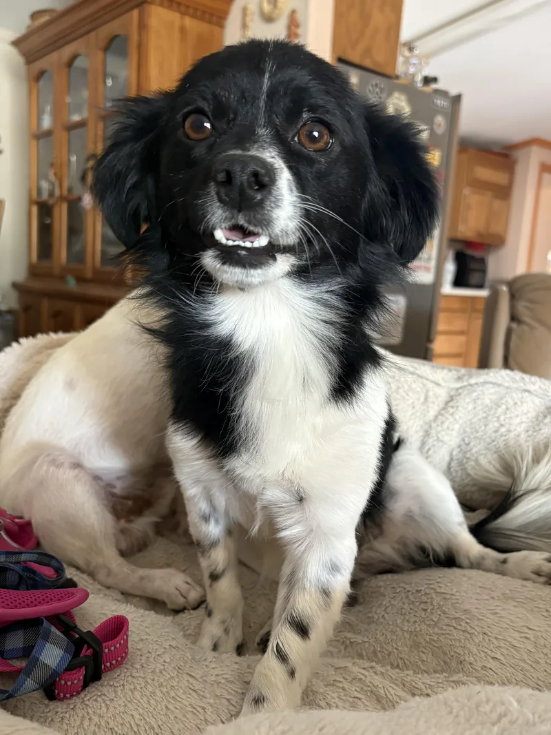 Toby