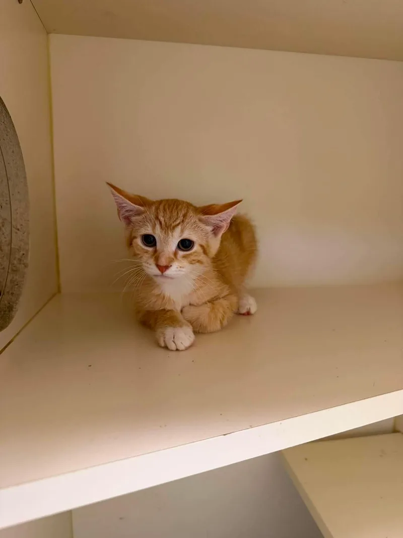 A baby small-sized male Orange & White Domestic Short Hair cat named Ace for adoption in Elyria, OH