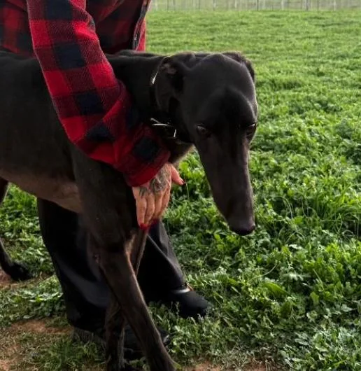 An adult large-sized male Greyhound dog named Run Loki for adoption in Tarpon Springs, FL