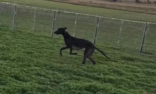 Run Loki thumbnail 2