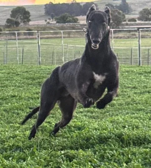 Run Loki thumbnail 3